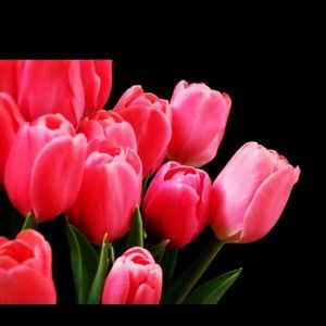 Meet your Posher, Asia